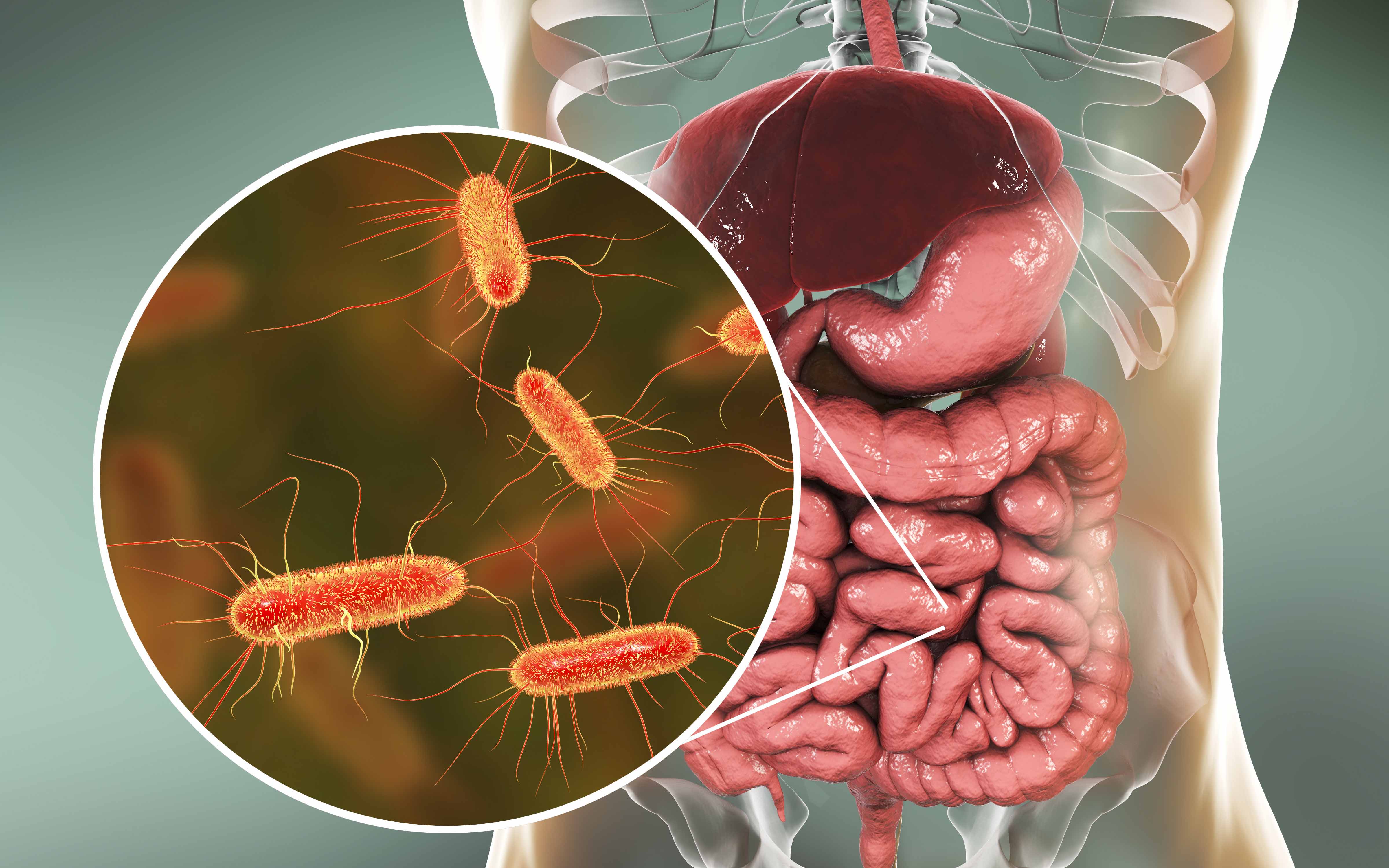 Healthy Gut Bacteria and Weight loss
