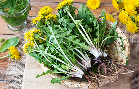 Dandelion root