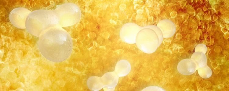 Fat cells