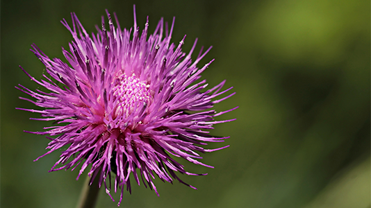 Milk thistle