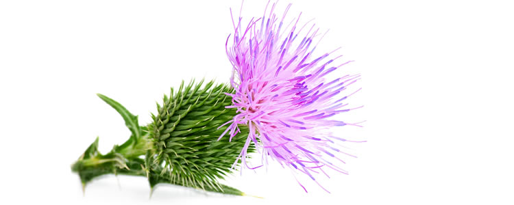 Milk thistle