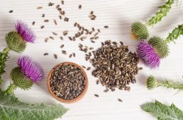 Milk Thistle For Liver: 5 Milk Thistle Benefits