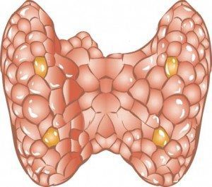 thyroid-gland