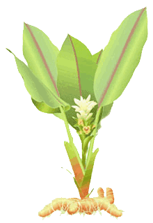 Turmeric