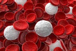 white blood cell
